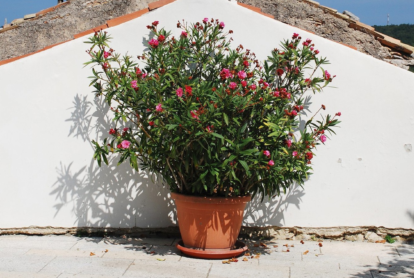 Se poate creste leandrul rosu la ghiveci